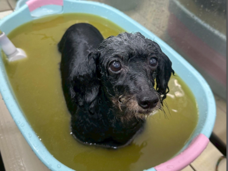 炭酸泉に入るダックスフンド
